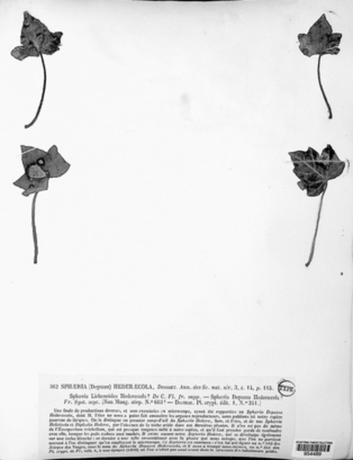 Sphaeria hederaecola image